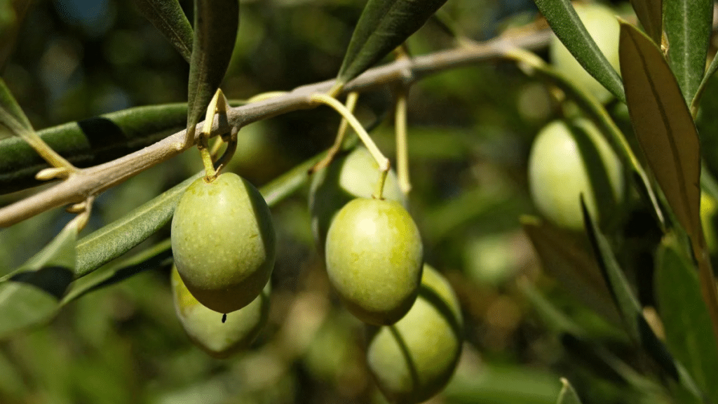 AJK govt announces 75% subsidy on olive seedlings