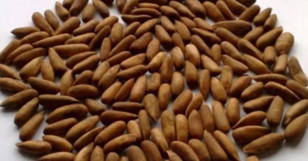 pine nut