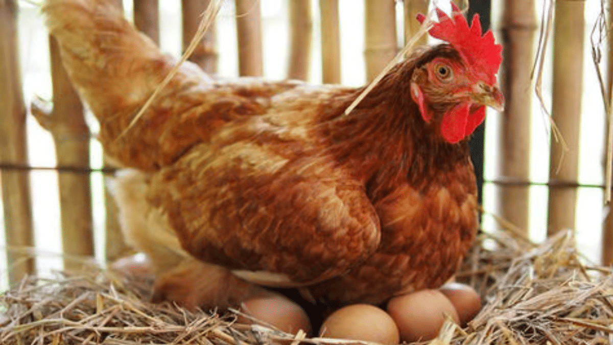 New Chicken & Egg prices announced