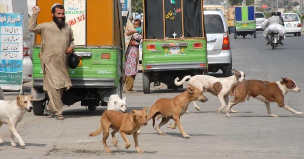 Stray dogs attack