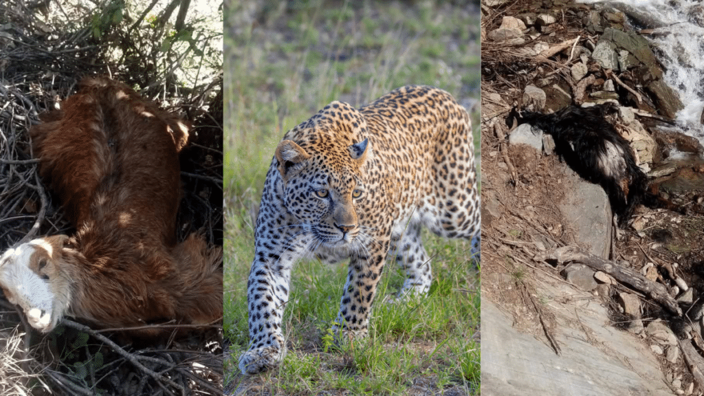 Leopard kills 20 goats in Neelum Valley