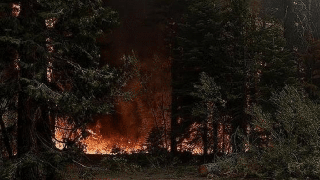 Indian Army sets forests ablaze along Line of Control