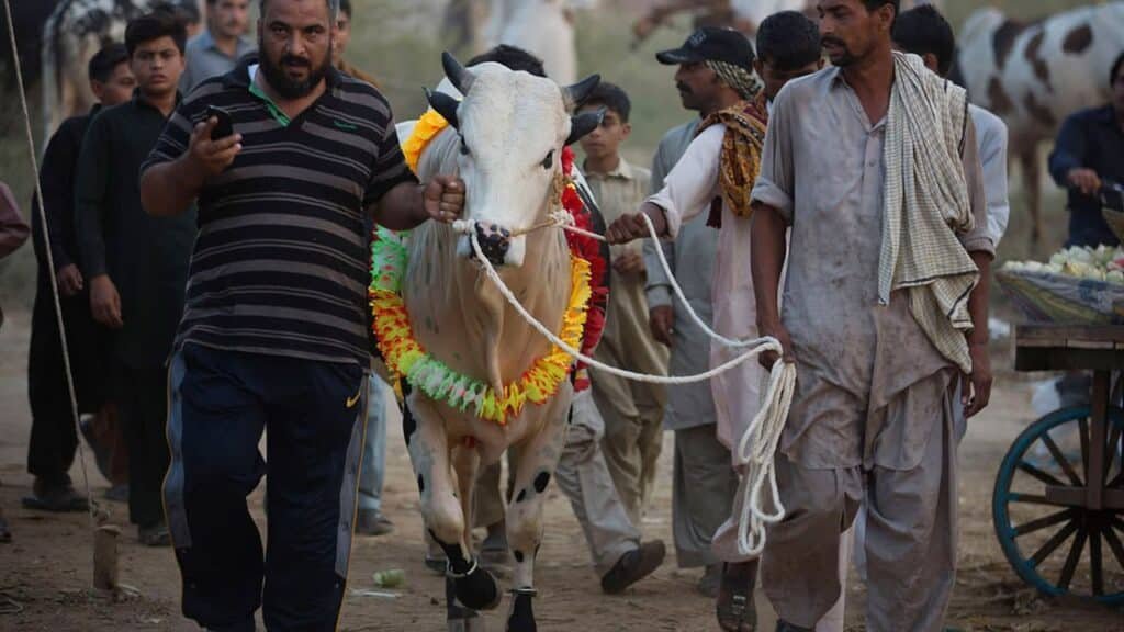 Prices of sacrificial animals