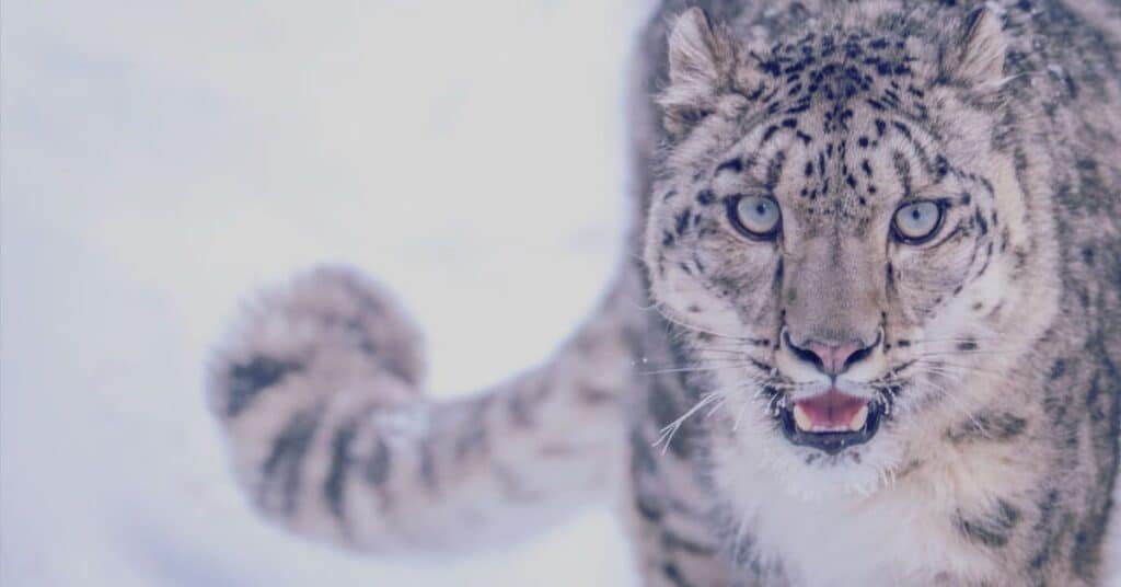 WWF strongly opposes plan to export snow leopards from Pakistan to Moscow