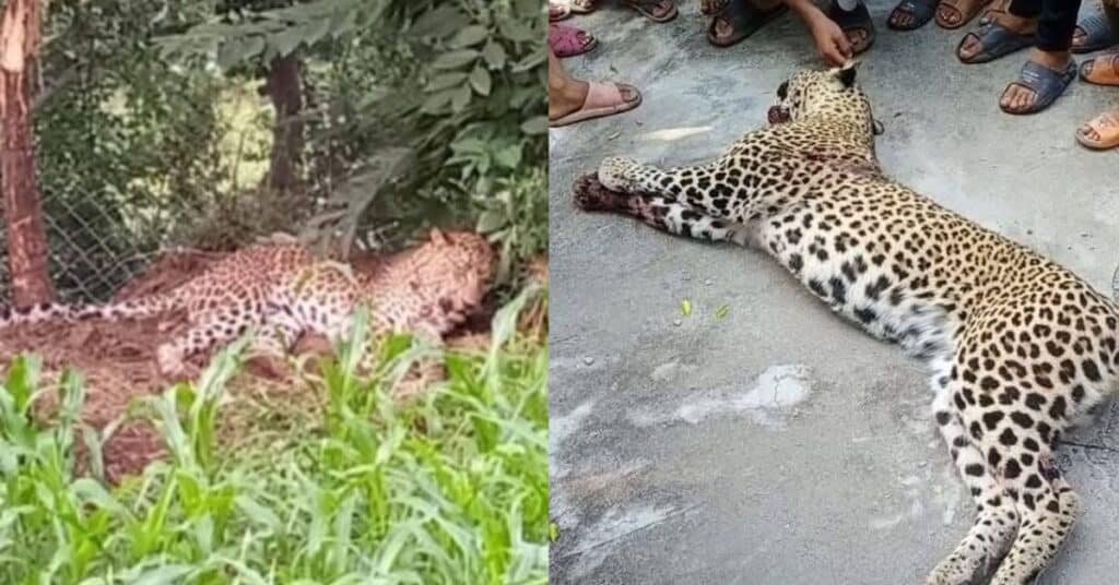 Leopard