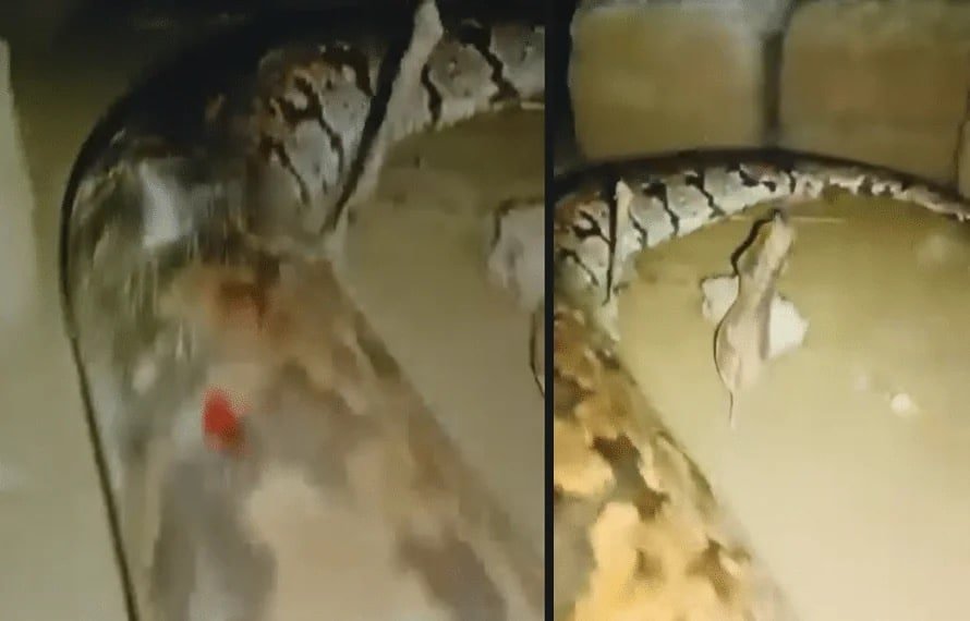 10-foot-long Python enters in village in Mirpur