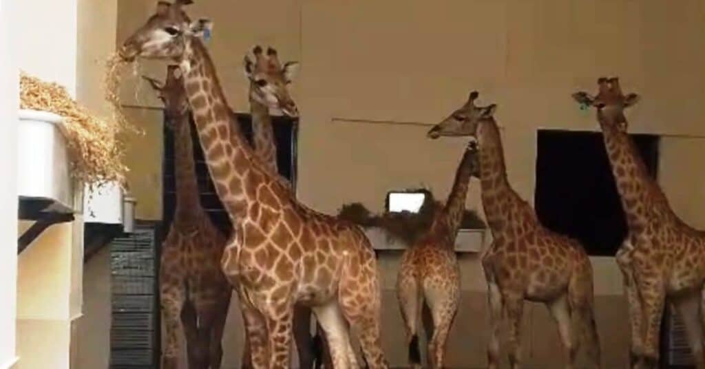 giraffes