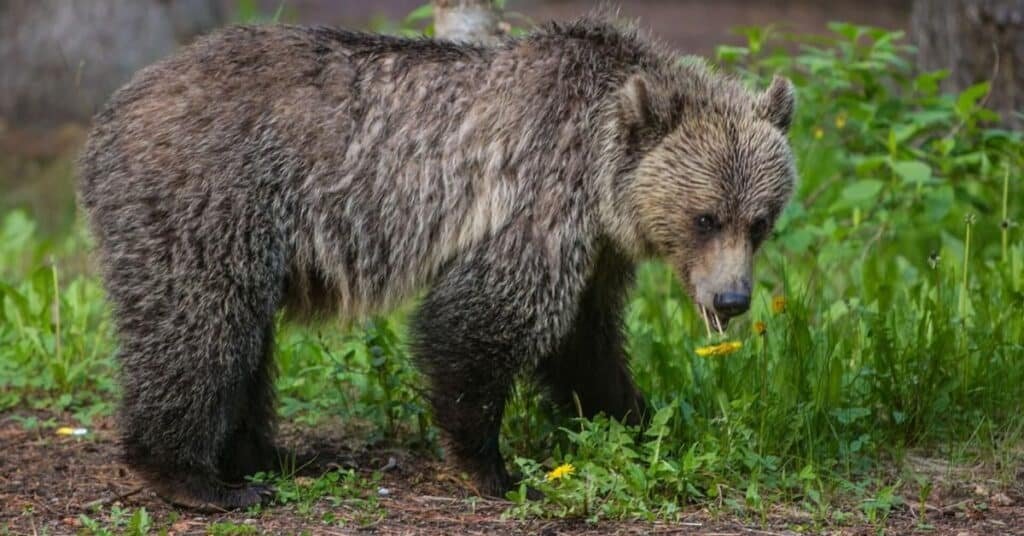 bear attack