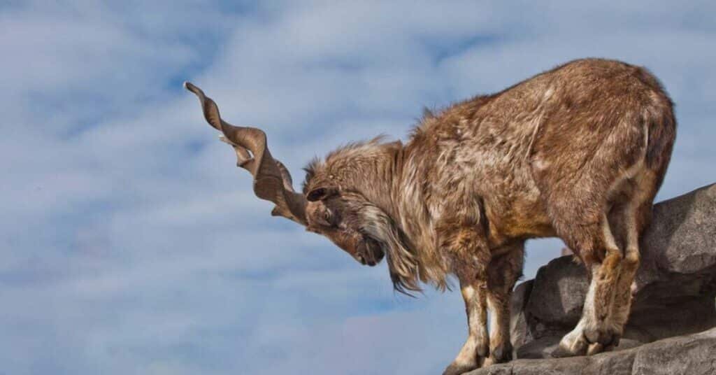 Pakistan issues world's most expensive Markhor hunting permit