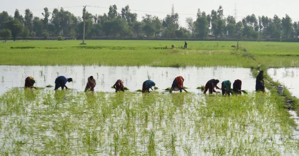 Ministry of Food Security issues report on agricultural losses due to floods