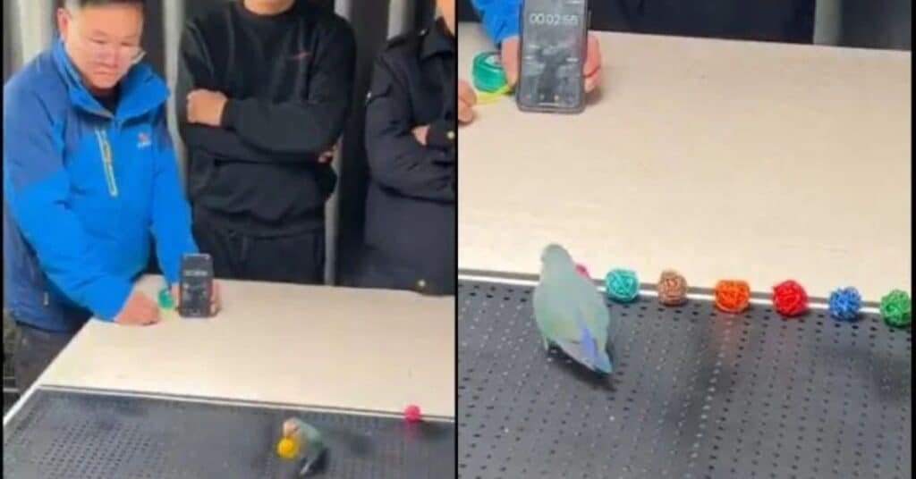 parrot