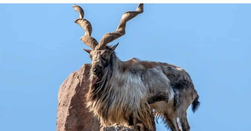 markhor