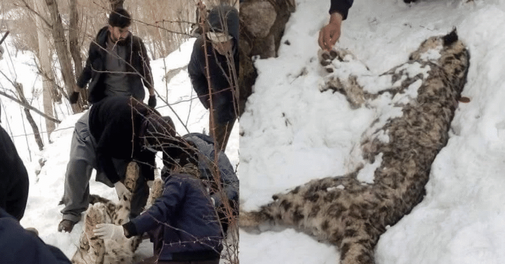 KP Wildlife dept under scrutiny as rare snow leopard found dead in mountains of Dir