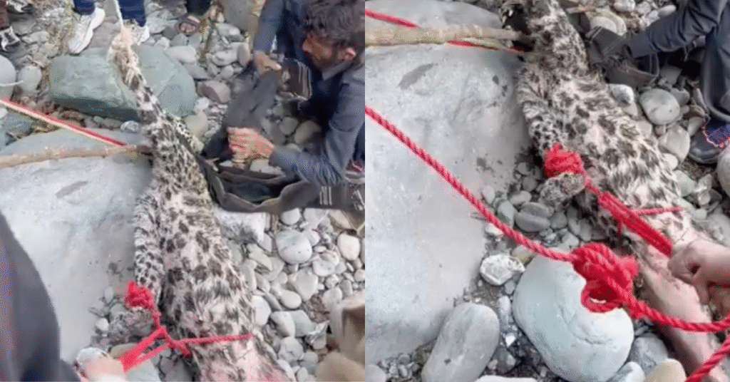 AJK Wildlife dept successfully rescue injured leopard