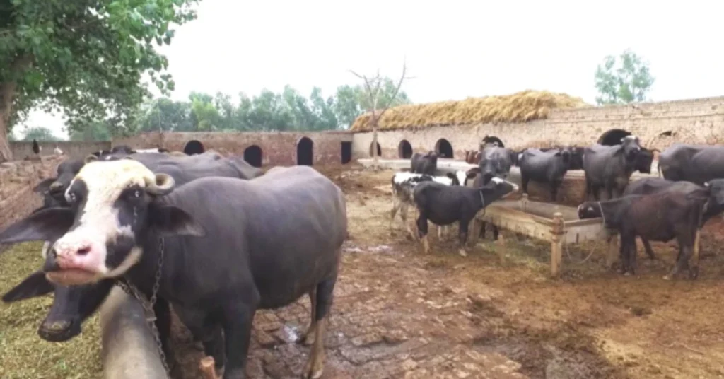 Dairy farmers protest