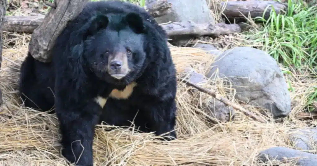 Asiatic black bear