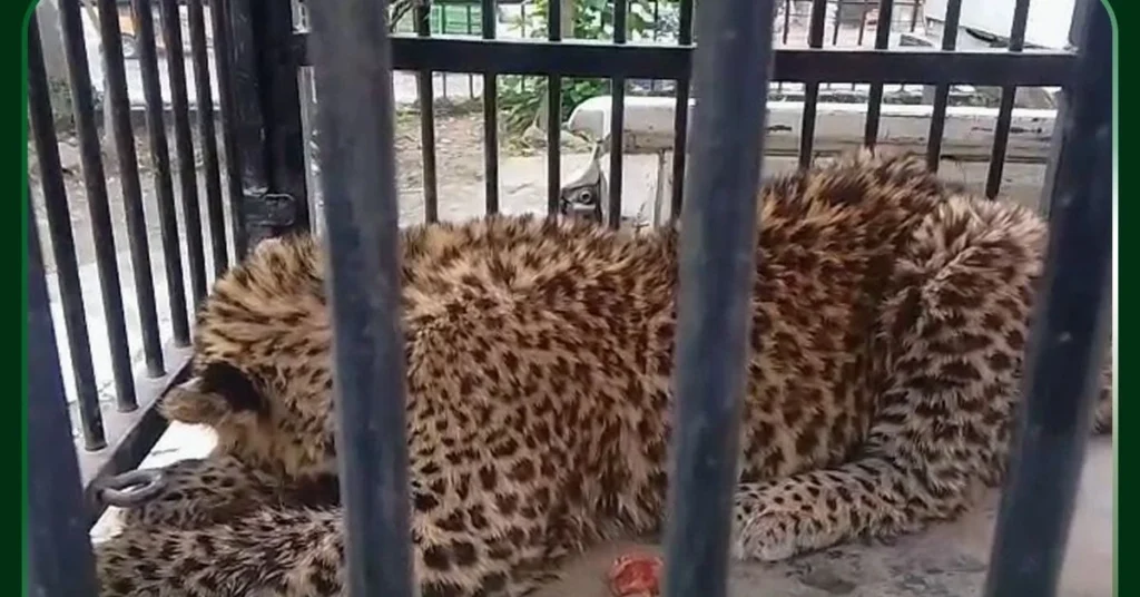 leopard