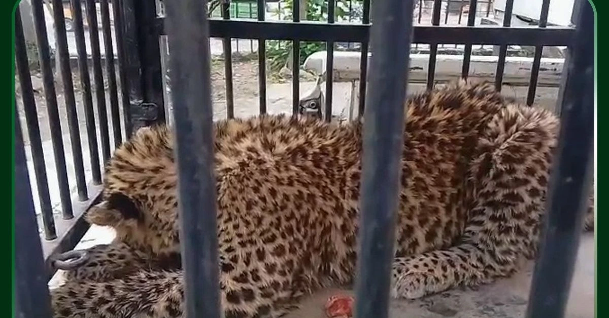 leopard