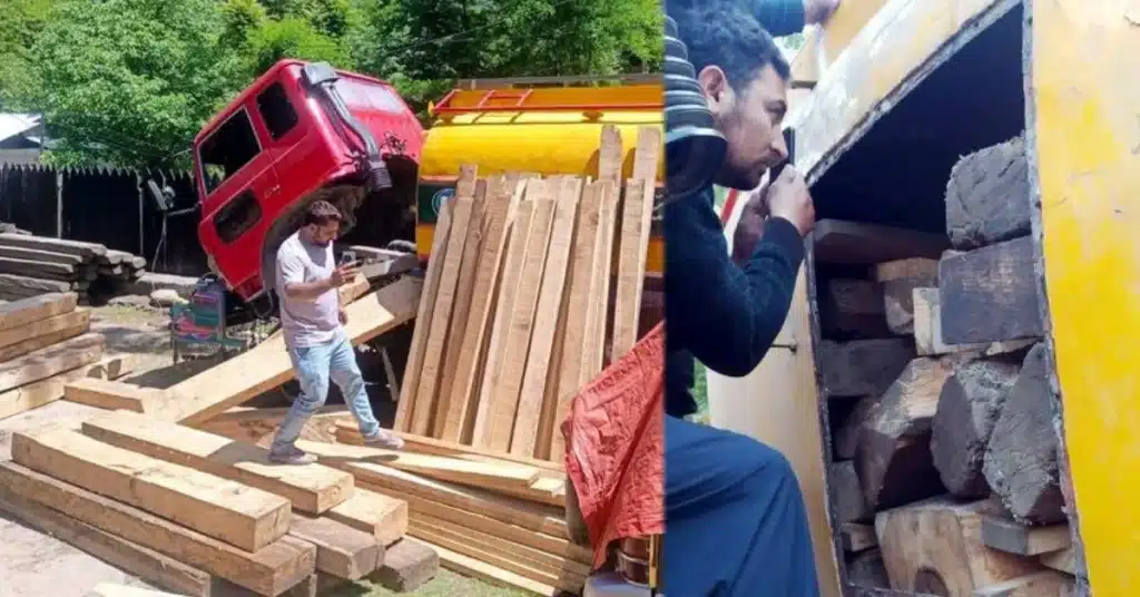 timber smuggling
