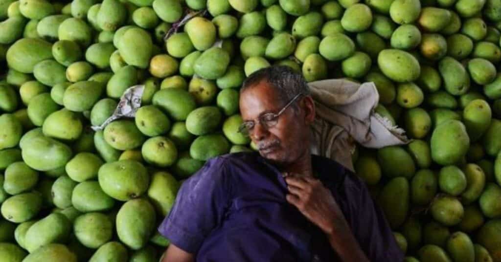 Japan bans import of Indian mangoes after 20 years