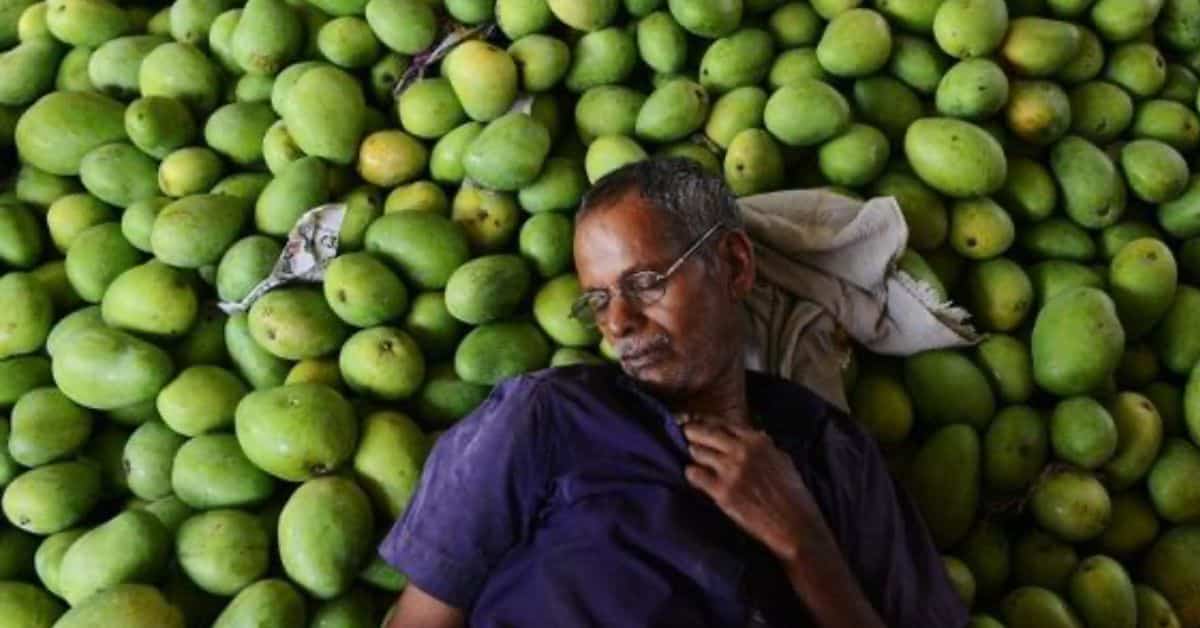 Japan bans import of Indian mangoes after 20 years