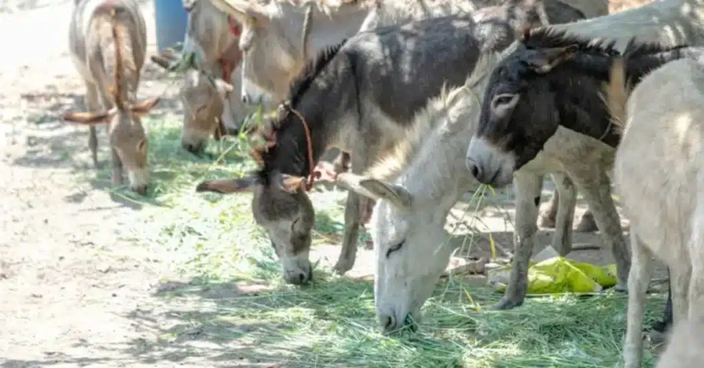 Population of donkeys in Pakistan
