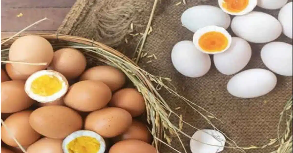 egg