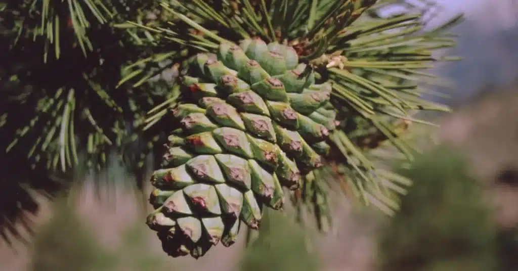 pine nut harvest in Waziristan