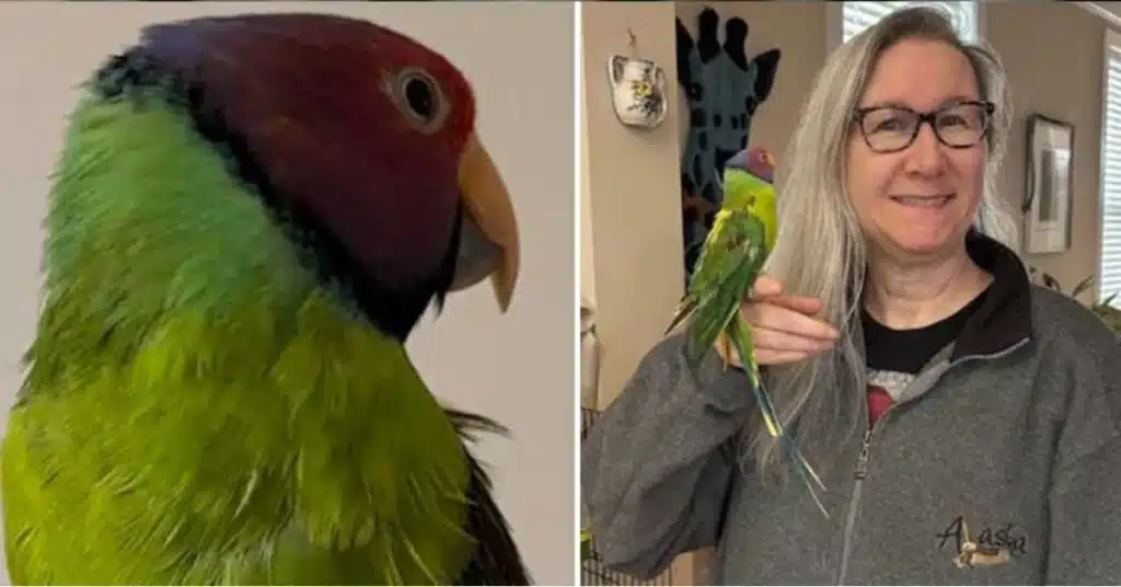 parrot