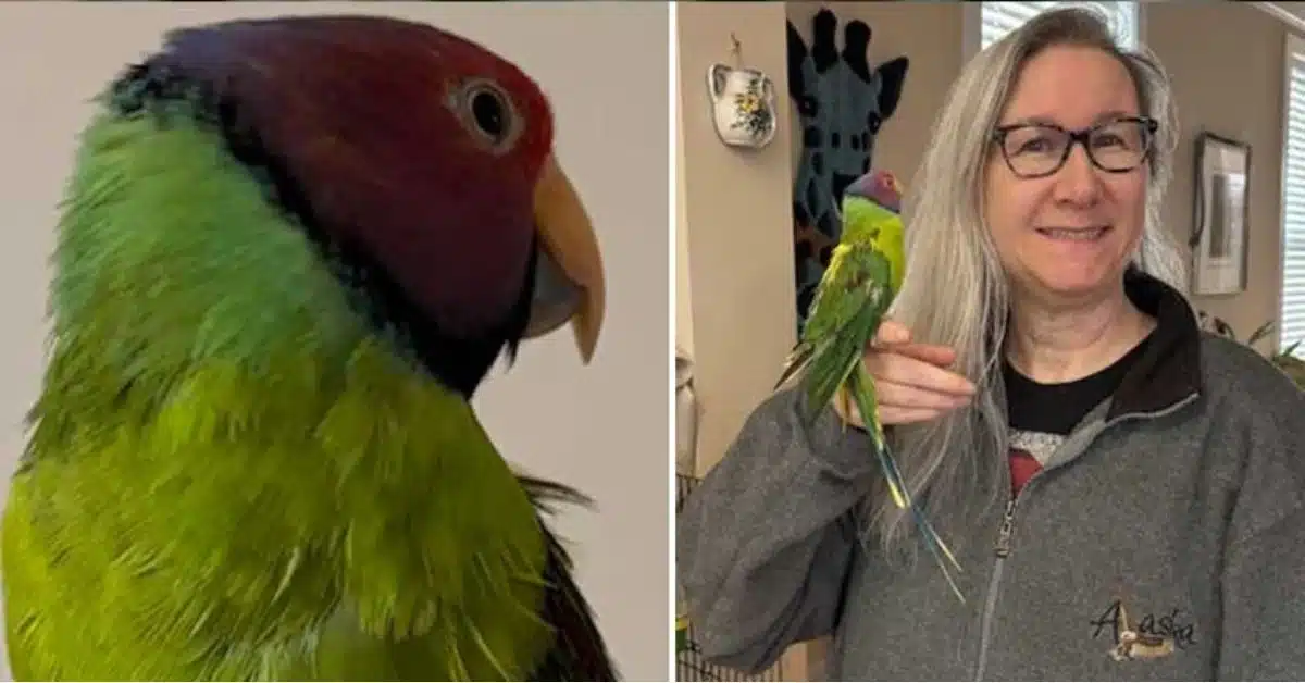 parrot