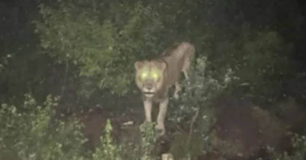 Lion spotted in Islamabad’s Saidpur village? Here’s what wildlife officials found