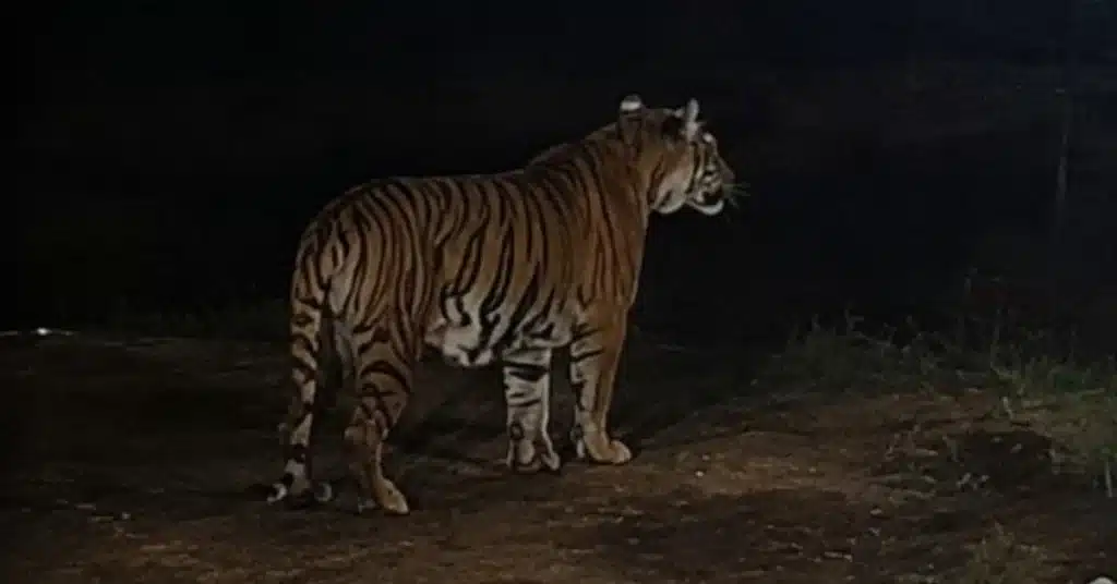 tiger in Islamabad Gulberg Greens