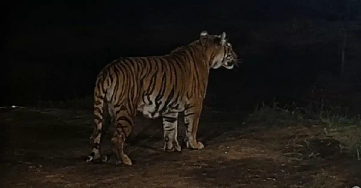 tiger in Islamabad Gulberg Greens
