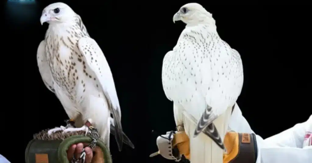 Rare white falcon sold for Dh1.5 million in Abu Dhabi