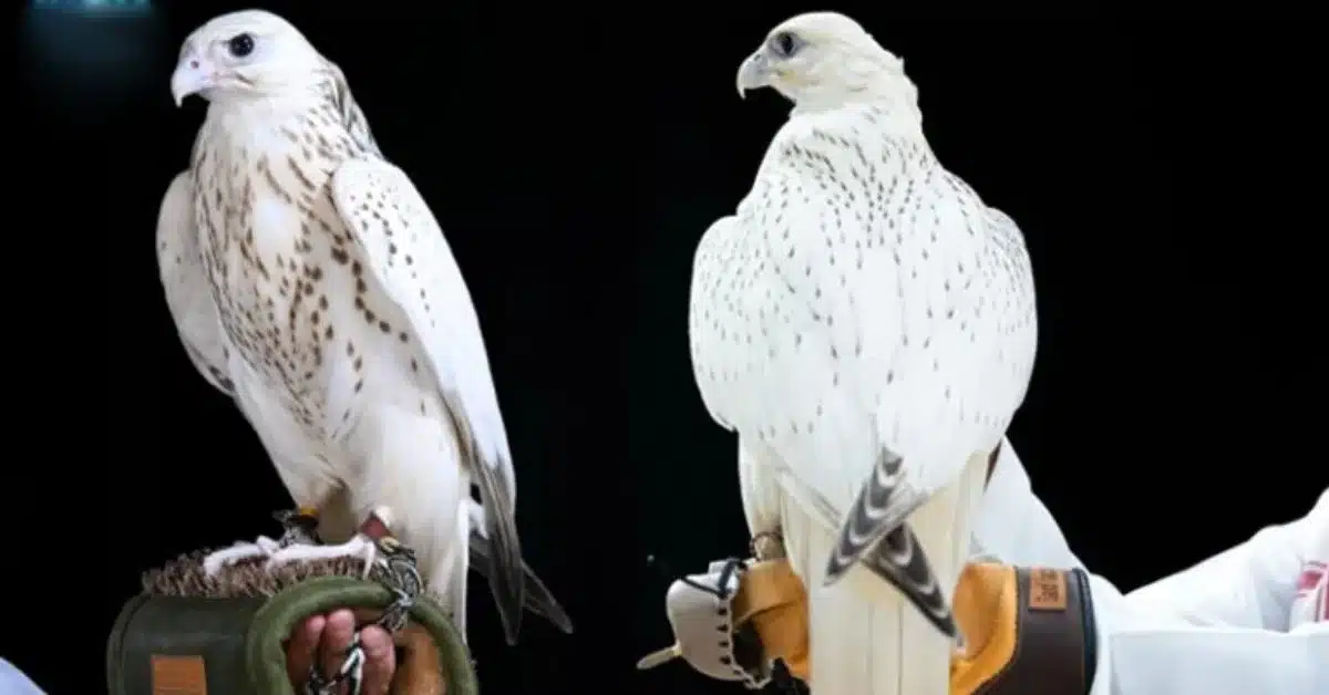 Rare white falcon sold for Dh1.5 million in Abu Dhabi