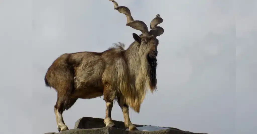 KP raises record Rs335.3m from auction of Markhor trophy hunting permits